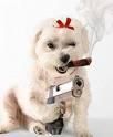 nick retea (nu mere pe net)
id meu de mess: lista cu nickurile de yahoo mess ale de zero hour